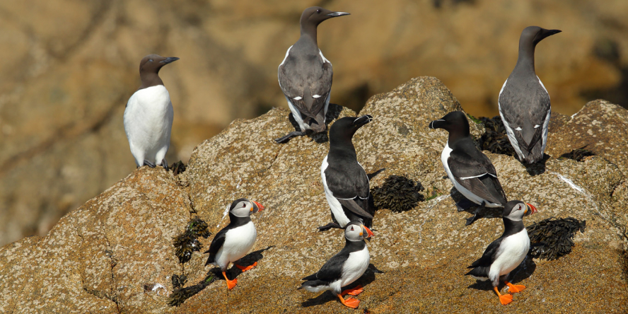 Oiseaux marins posés sur un rocher